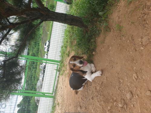 (안성)웰시코기 보호중입니다