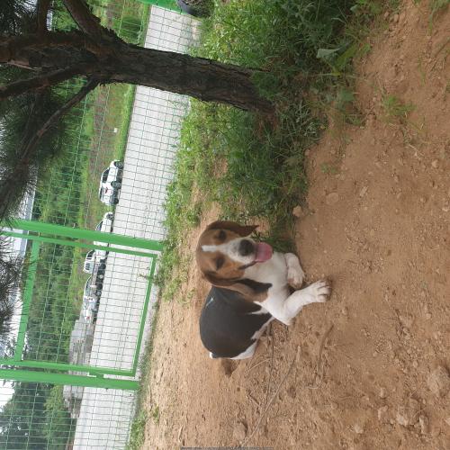 (안성)웰시코기 보호중입니다