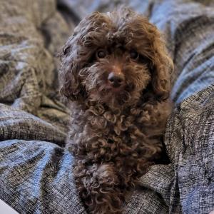 경기 이천 강아지 찾습니다