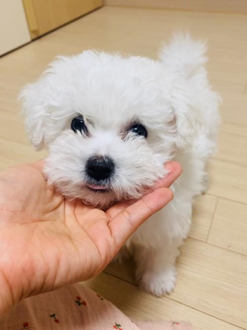 3개월 된 순한 비숑 여아 애기 분양합니다.