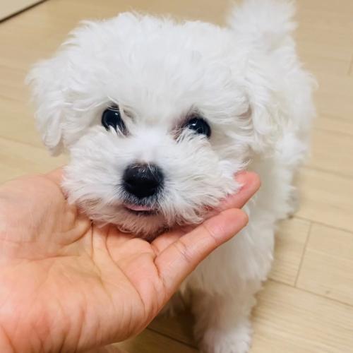 3개월 된 순한 비숑 여아 애기 분양합니다.