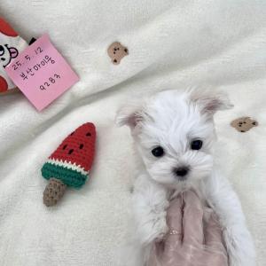 2개월령 인형같은 말티즈 가족을 찾아요 ❤