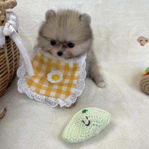 2개월 세이블 포메 "미니" 가족을 찾아요 ❤