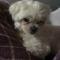 말티즈 도와주세요 (분당)     (성별 : 암컷 )