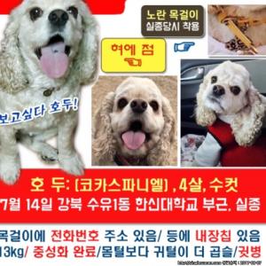 중형견 코카스파니엘 찾습니다.