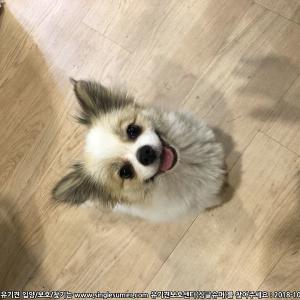 서울 청계8가에서 파티컬러 포메리안 목격