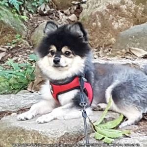 [부산 금정구 남산동]포메라니안(블랙탄) 여아 찾습니다.