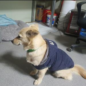 똑순이를 찾습니다