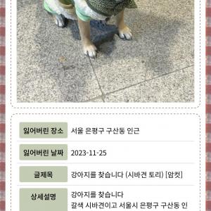 강아지를 찾습니다 (시바견/암컷/3살)