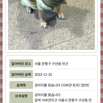 강아지를 찾습니다 (시바견/암컷/3살)