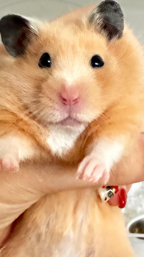 햄찌 분양보내요!!