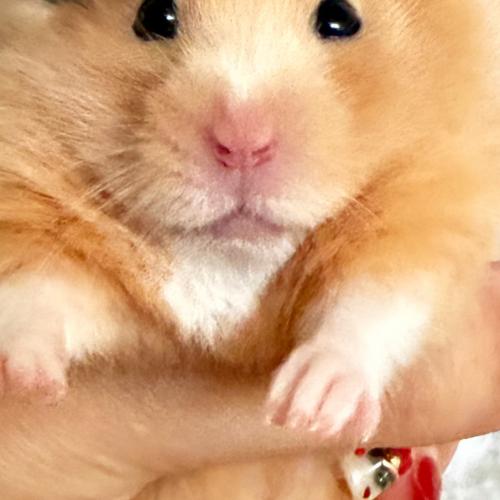 햄찌 분양보내요!!