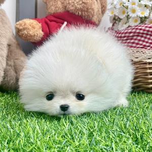 [40만원] 화이트 말랑이 포메라니안 공주님 분양합니다 ♥