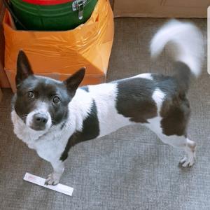 [인천/남동구] 얼룩무늬 믹스견(진돗개)를 찾습니다.