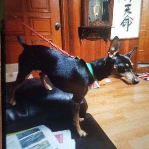 어제 분실한 미니핀 찾습니다