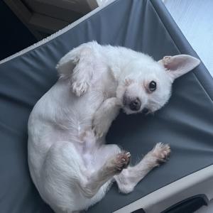 믹스견 1살 무료분양 보냅니다