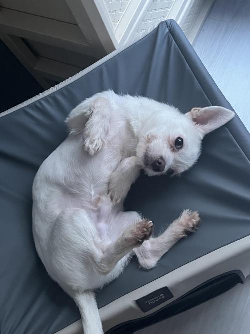 믹스견 1살 무료분양 보냅니다