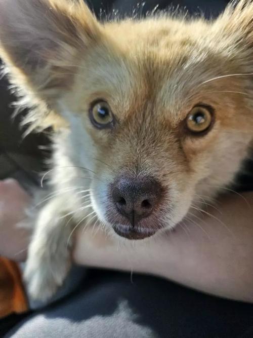 강아지 잃어버리신분 주인찾아요