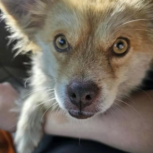 강아지 잃어버리신분 주인찾아요