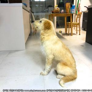 삽살개 + 진돗개 믹스견 분양합니다 ^^