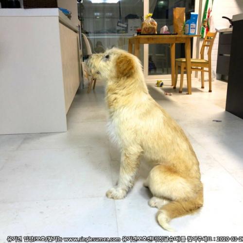 삽살개 + 진돗개 믹스견 분양합니다 ^^