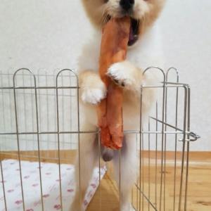 저희 대박이를 찾고있습니다!!