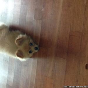 남양주시 도농동 포메라니안