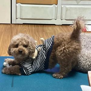 갈색(크림색) 토이 푸들을 찾습니다