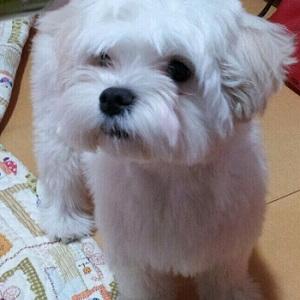 부산 말티즈 찾습니다.