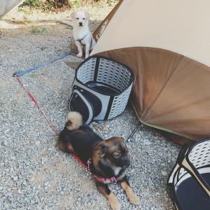 포도를 찾습니다..