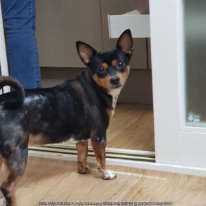 보성에서 잃어버린 꽁이 찾아요