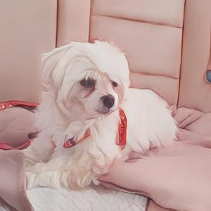 강아지 찾습니다