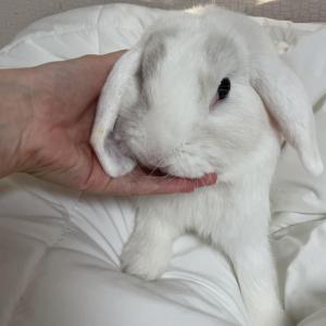 키우던 롭이어 토끼 분양합니다