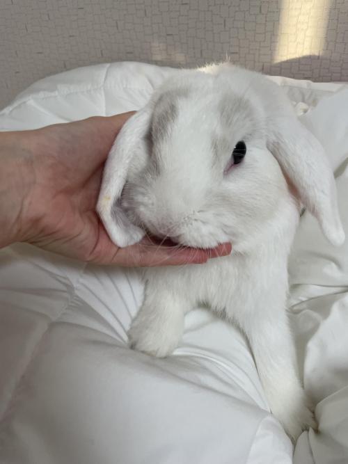 키우던 롭이어 토끼 분양합니다