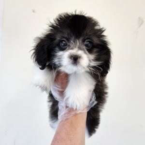 버니두들분양 블랙화이트 2개월령 왕자님 모량도 많고 애교도 많아요