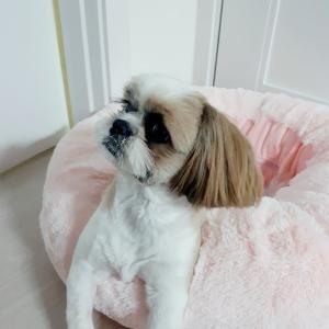 시츄 남아 1세 알리를 찾아요