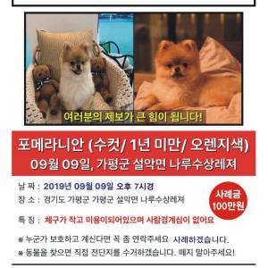 가평군 설악면에서 잃어버린 오렌지색 포메를 찾습니다