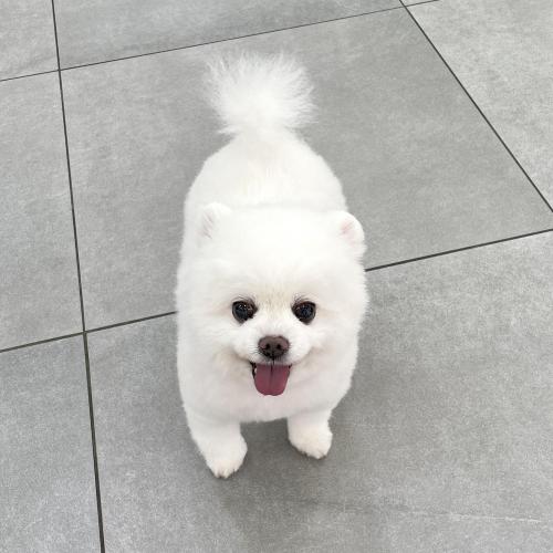 무료로 키워주세요 쓰던 용품도 챙겨드려요