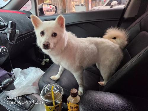 강아지 주인 찾습니다