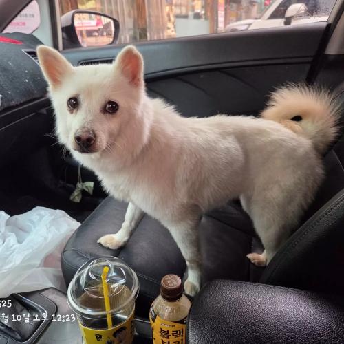 강아지 주인 찾습니다