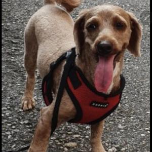 5살된 남아 믹스견 찾아요