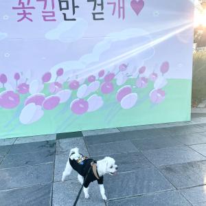 부산 개금주공아파트 말티즈를 찾습니다