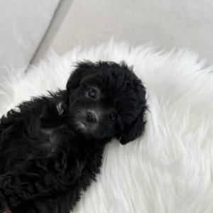 실버푸들 아가의 가족을 찾아요 ❤