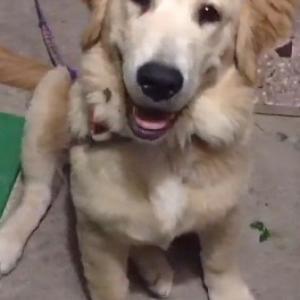 마루와 산이를 찾습니다