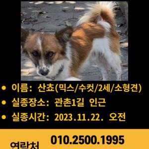 보령시 대천2동~주포면, 청라면에서 목격된 강아지를 찾습니다.