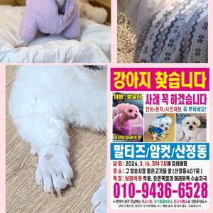 목포 강아지찾아요