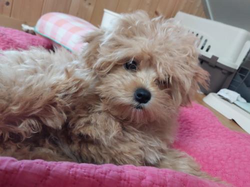 전북 익산 말티푸 여아 책임비15