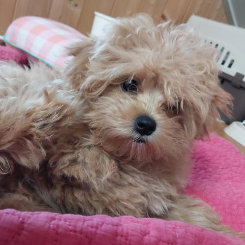 전북 익산 말티푸 여아 책임비15