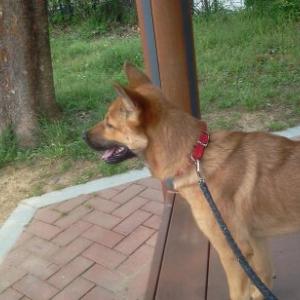 강아지를찾습니다