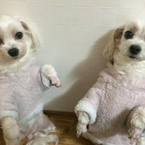 말티즈 2마리를 찾습니다.